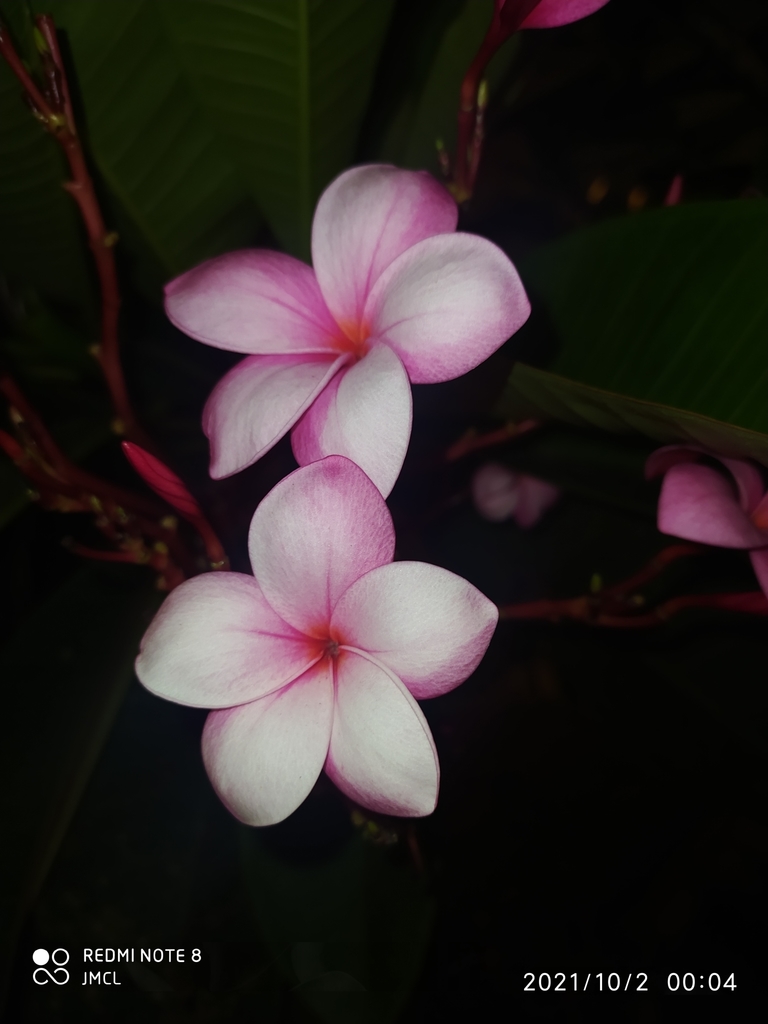 Red Frangipani reference