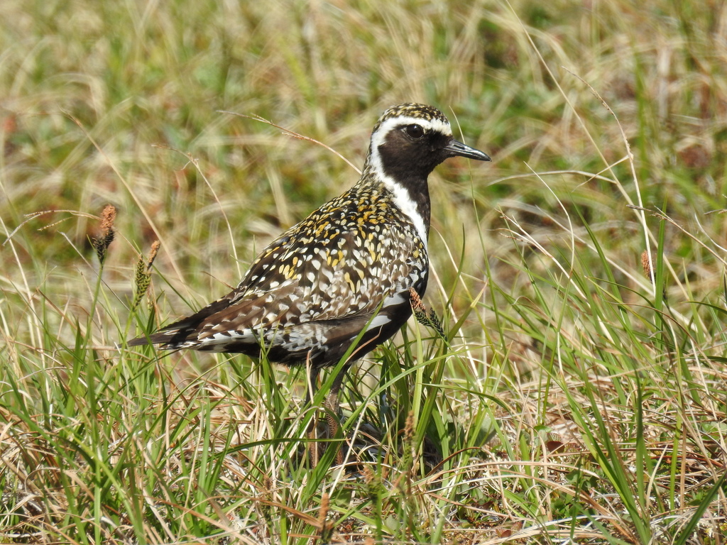 Pacific Golden-Plover reference
