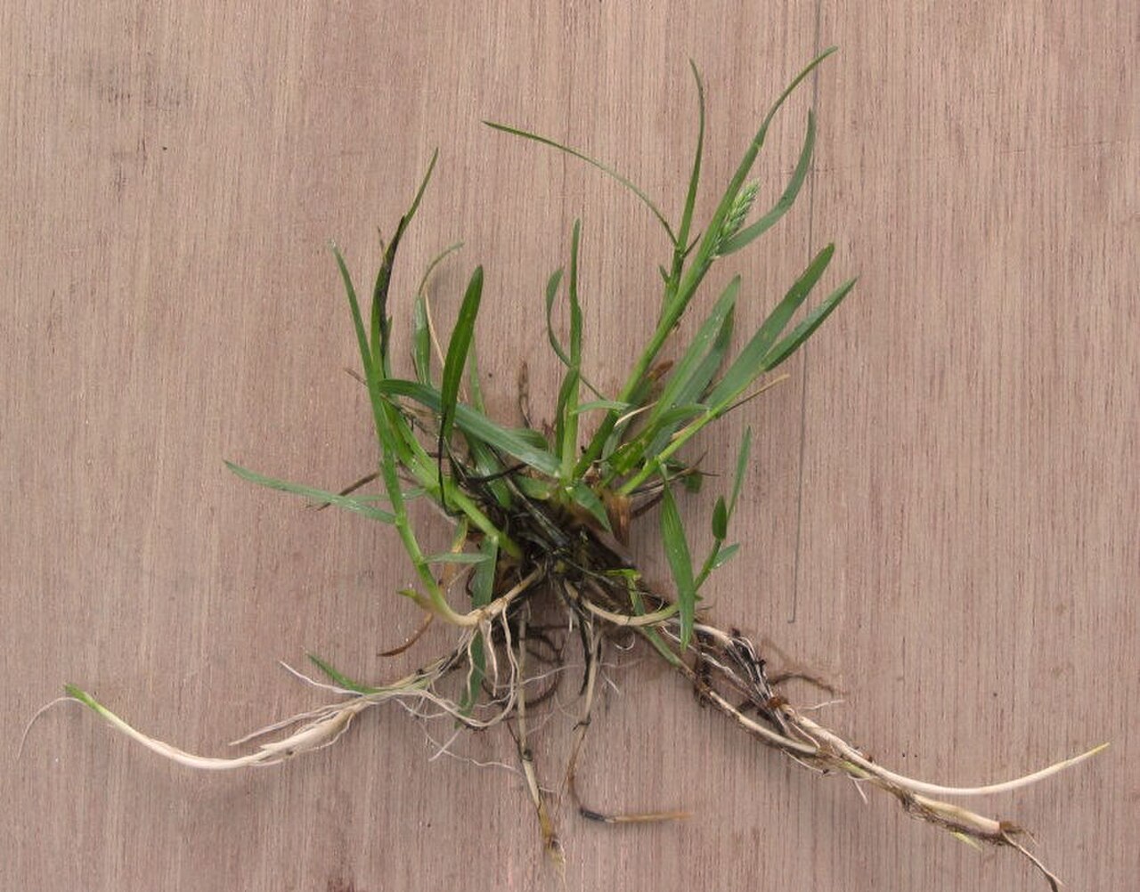 Smooth Meadow-grass reference