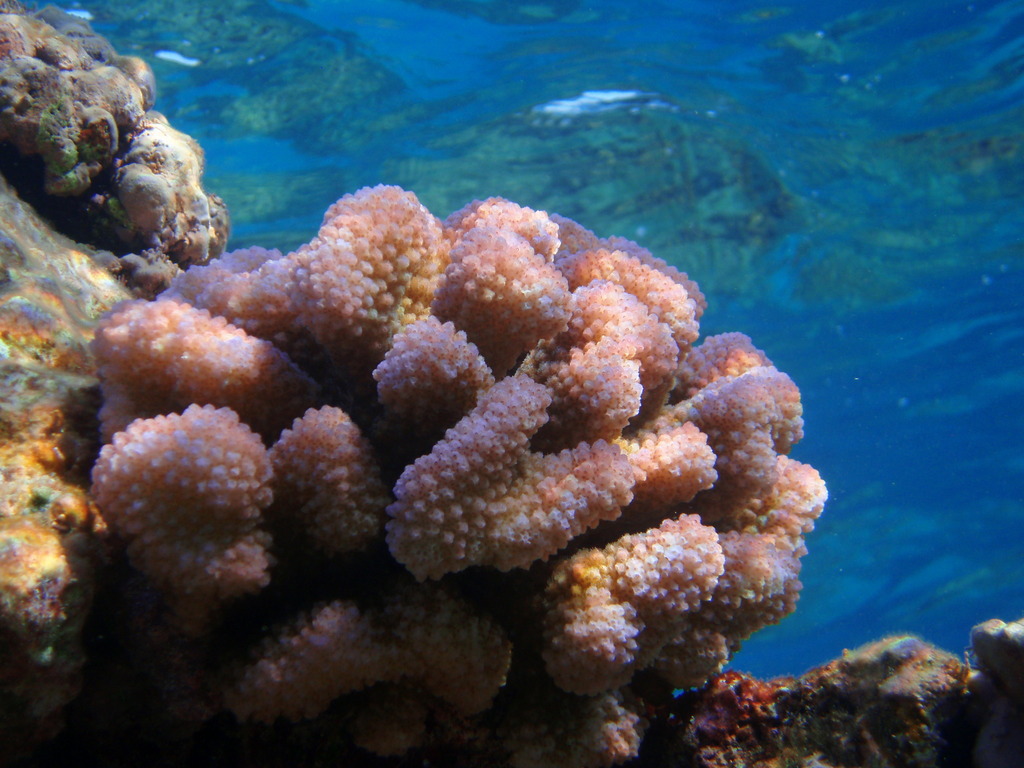 Cauliflower Coral reference