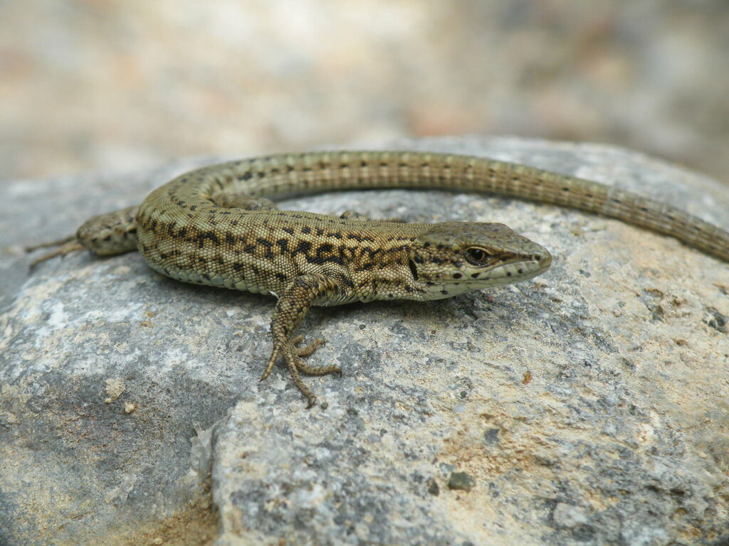 Catalonian Wall Lizard reference