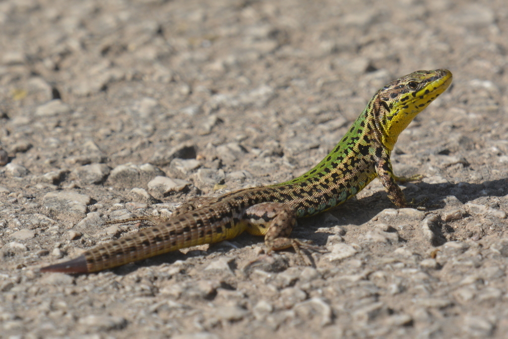 Dalmatian Wall Lizard reference