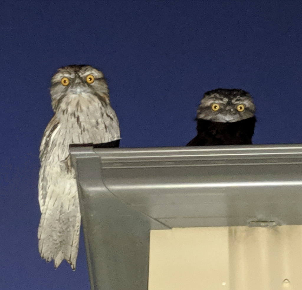 Tawny Frogmouth reference