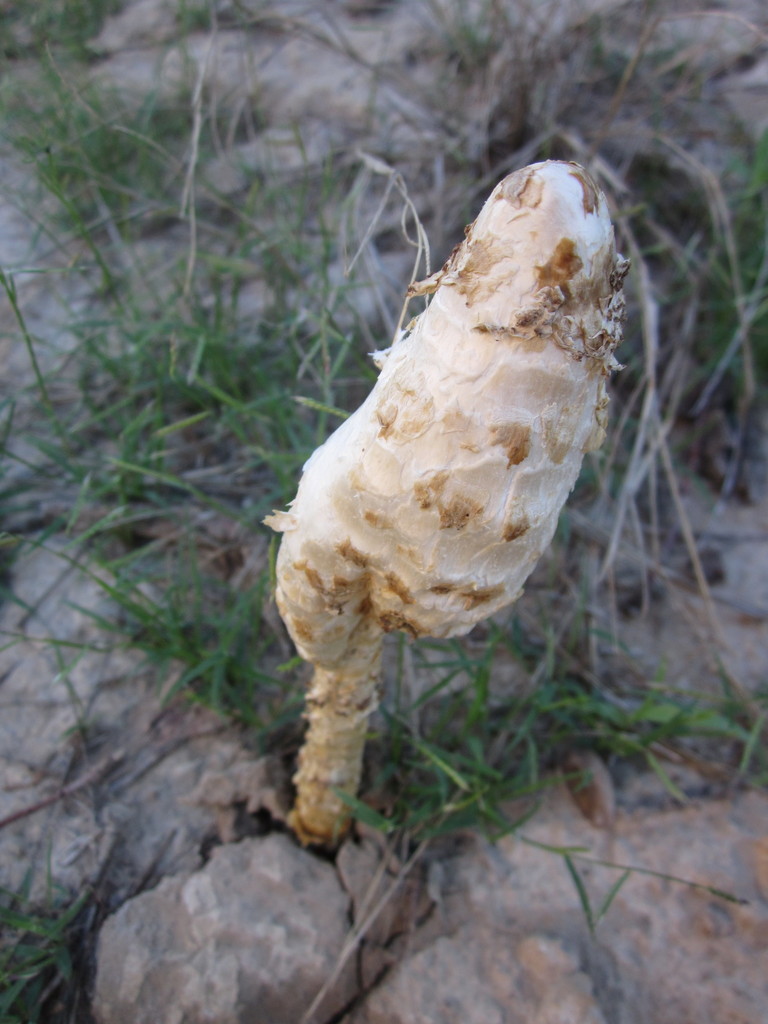 Desert Shaggymane reference