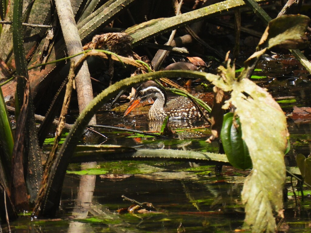 African Finfoot reference