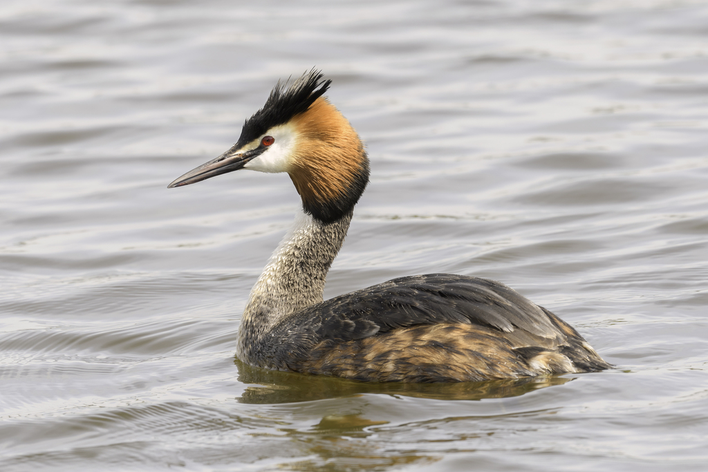 Great Crested Grebe reference
