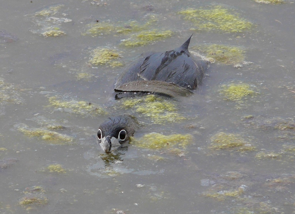 Pied-billed Grebe reference