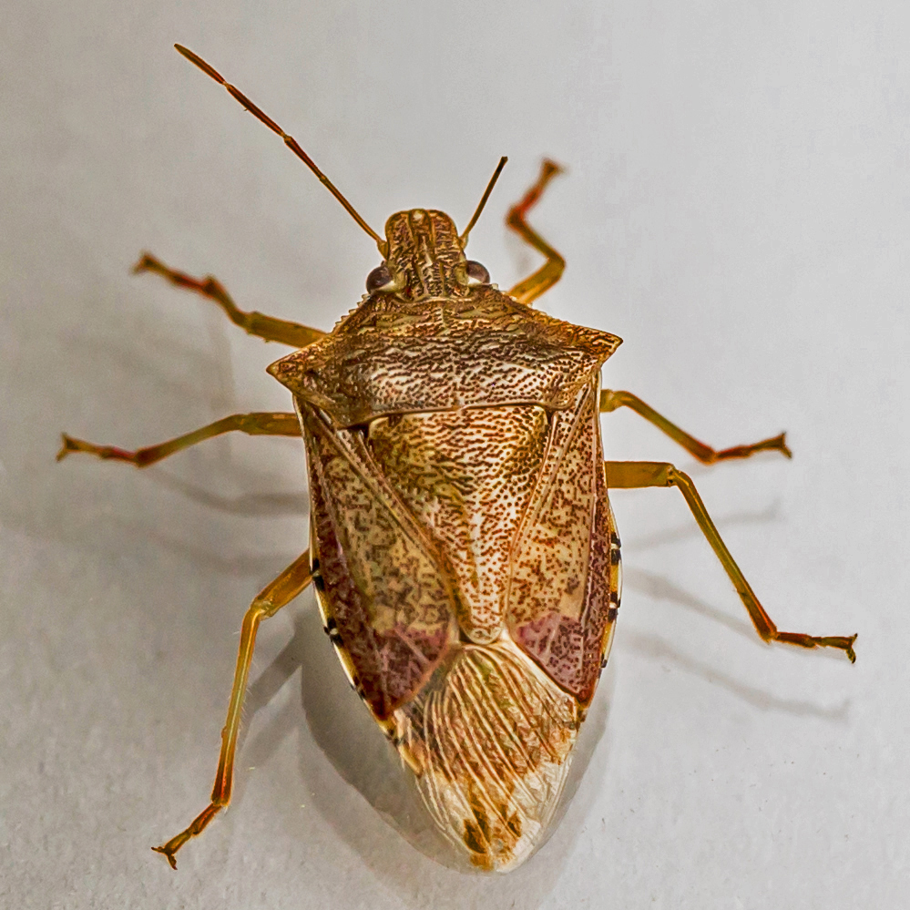 Spined Soldier Bug reference