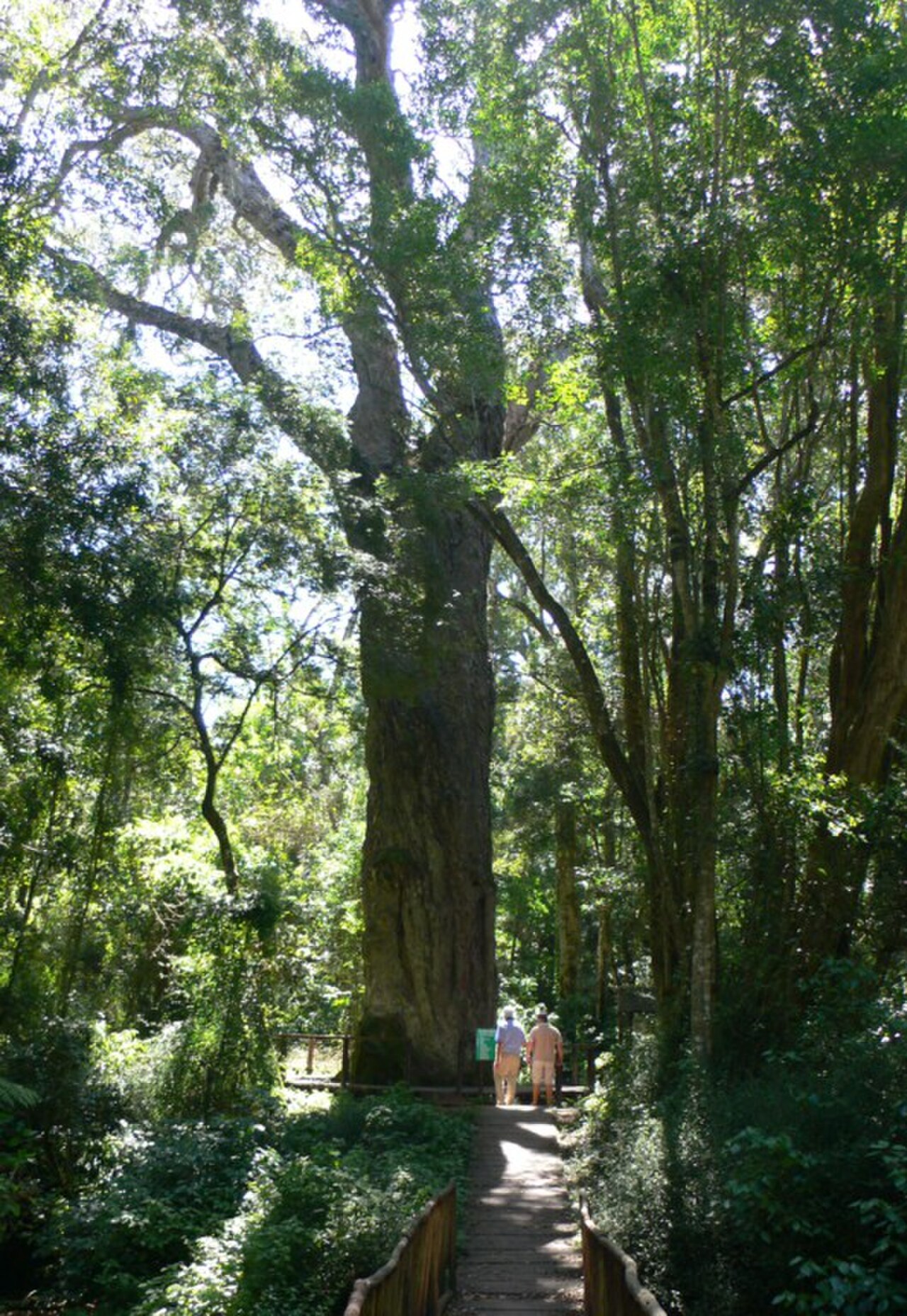 East African Yellowwood reference