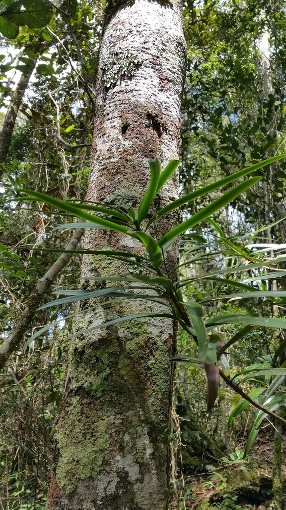 Madagascar Yellowwood reference