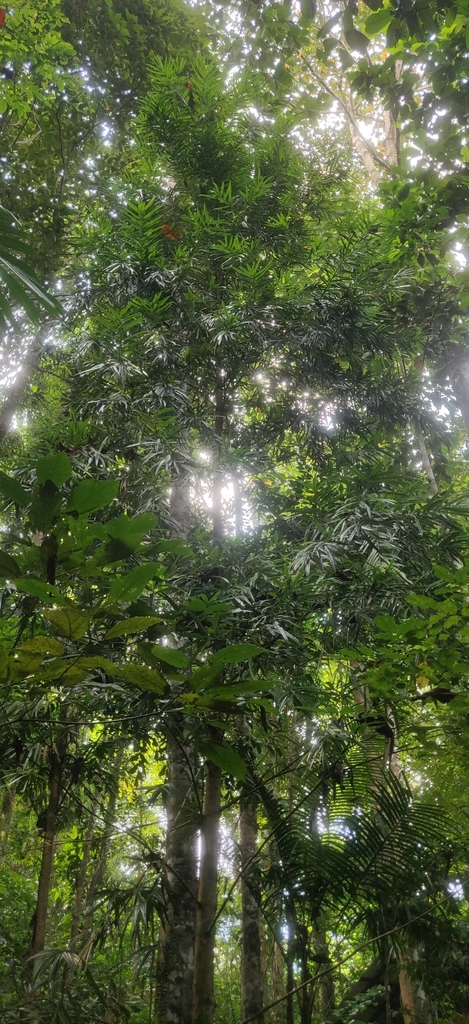 Ceylon Kauri reference
