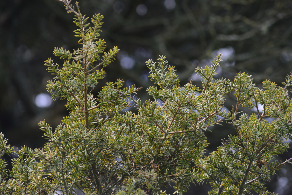 Totara reference