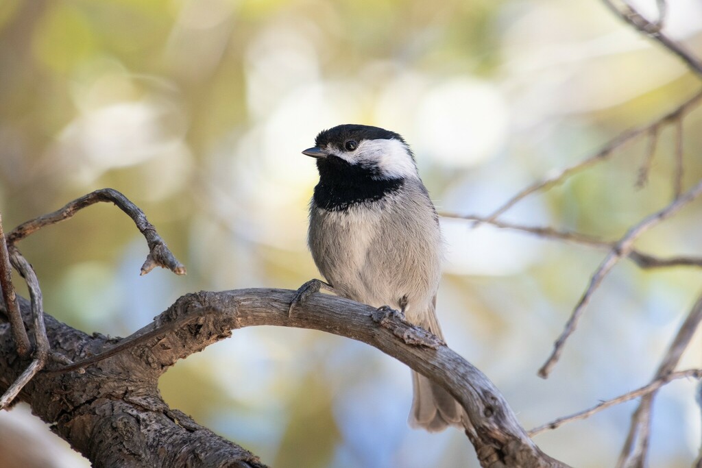 Mexican Chickadee reference