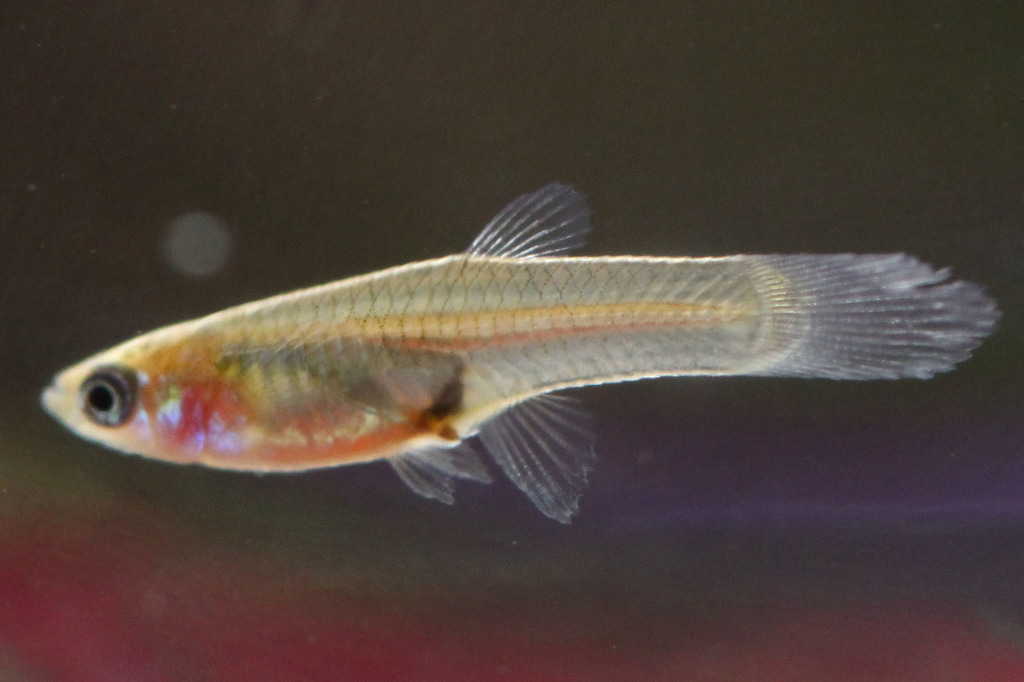 Guppy reference