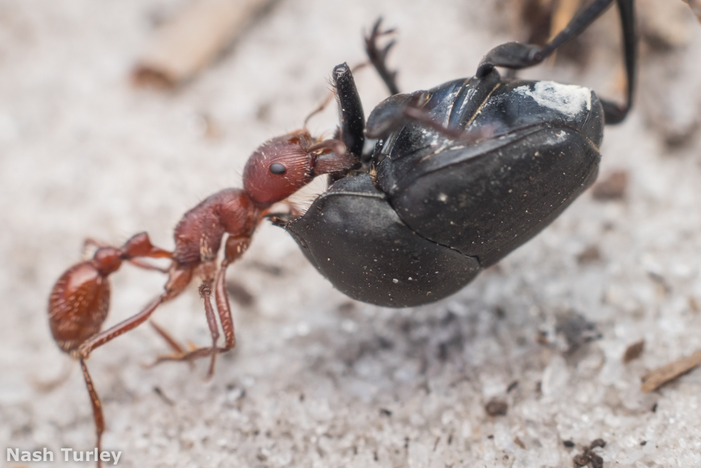 California Harvester Ant reference
