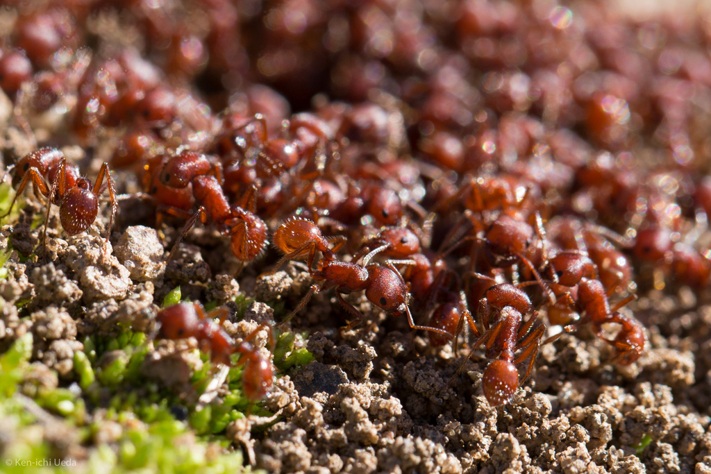 Western Harvester Ant reference