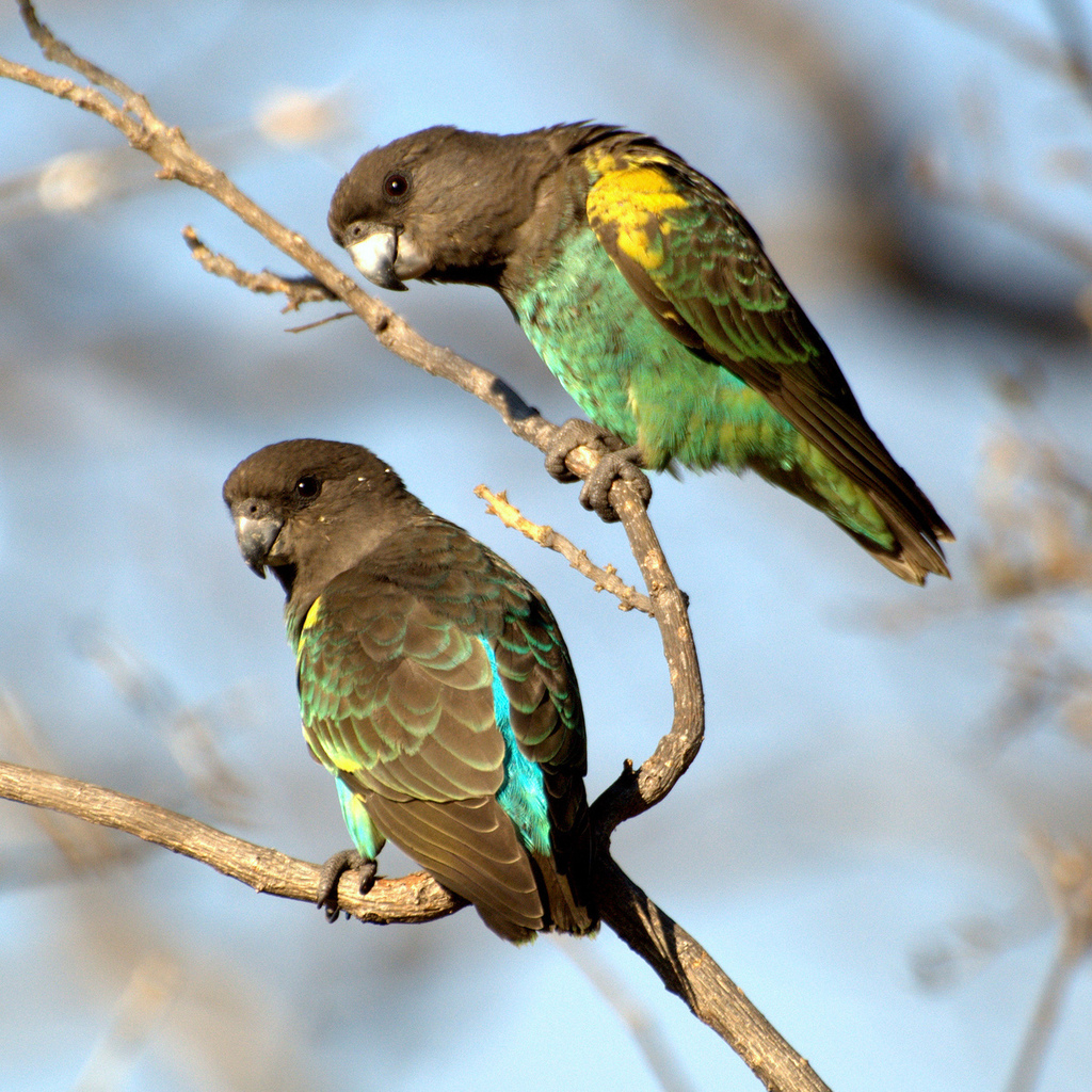 Meyer's Parrot reference