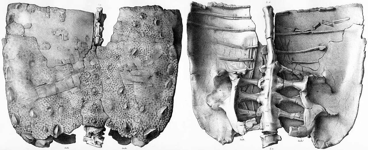 Polacanthus foxii reference