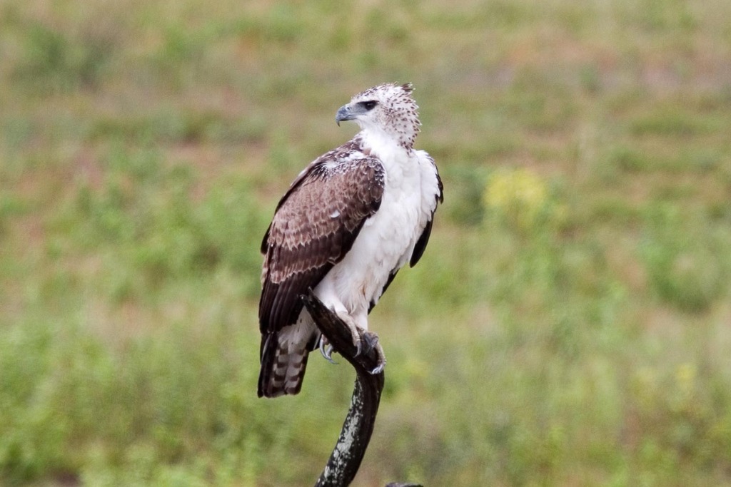 Martial Eagle reference