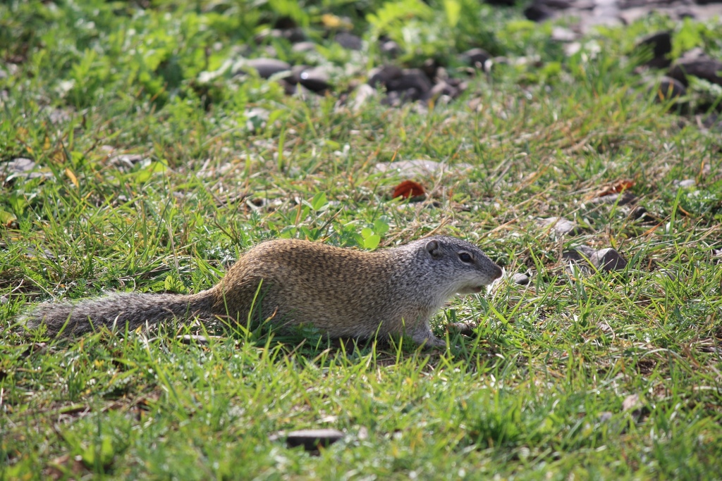Franklin's Ground Squirrel reference