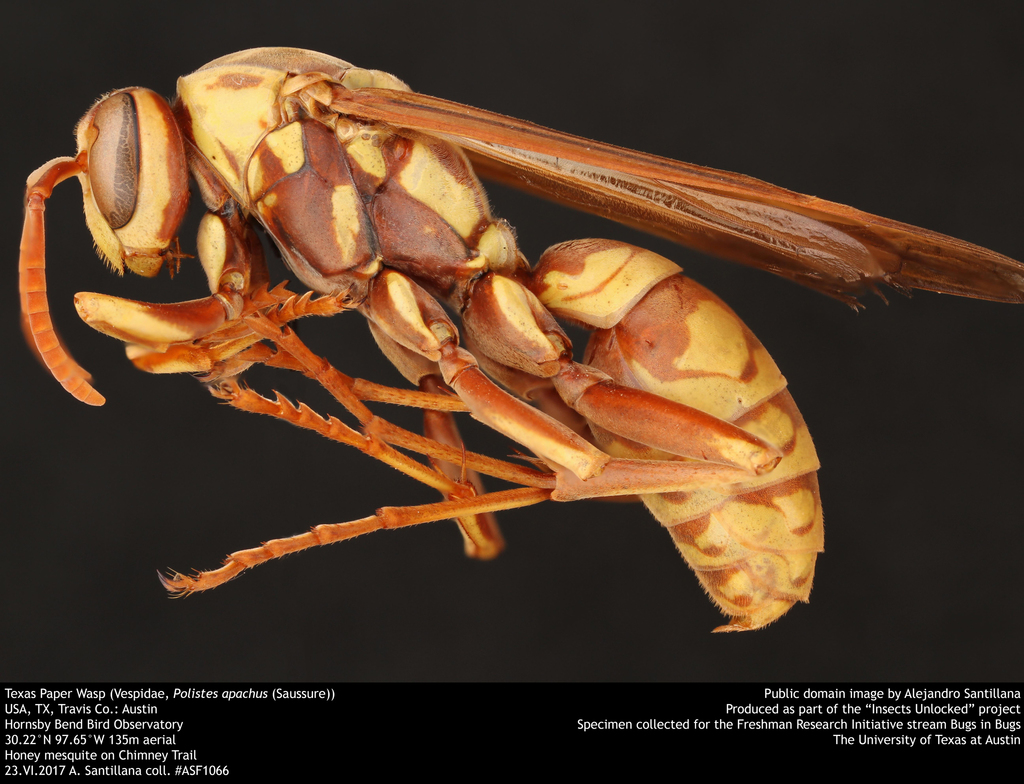 Apache Paper Wasp reference