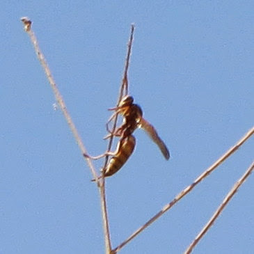 Golden Paper Wasp reference