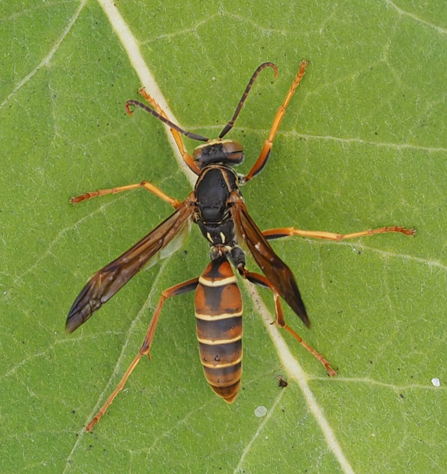 Southern Paper Wasp reference