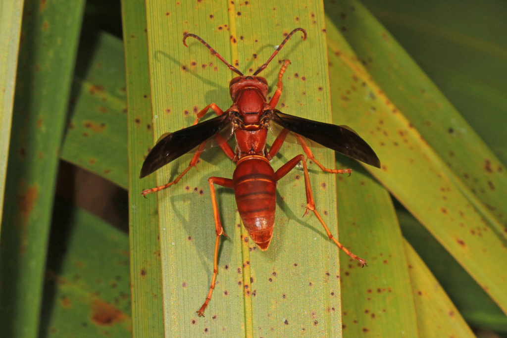 Fine-backed Red Paper Wasp reference