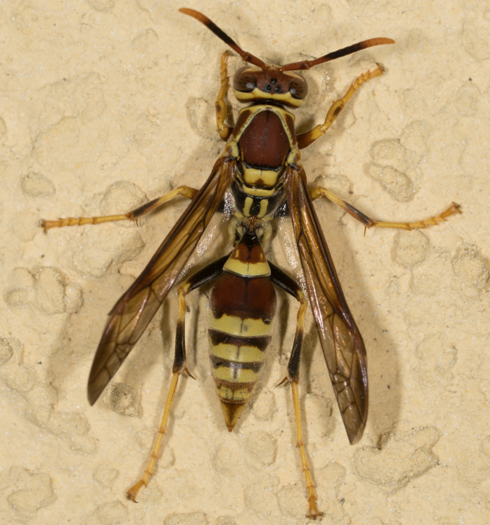 Guinea Paper Wasp reference