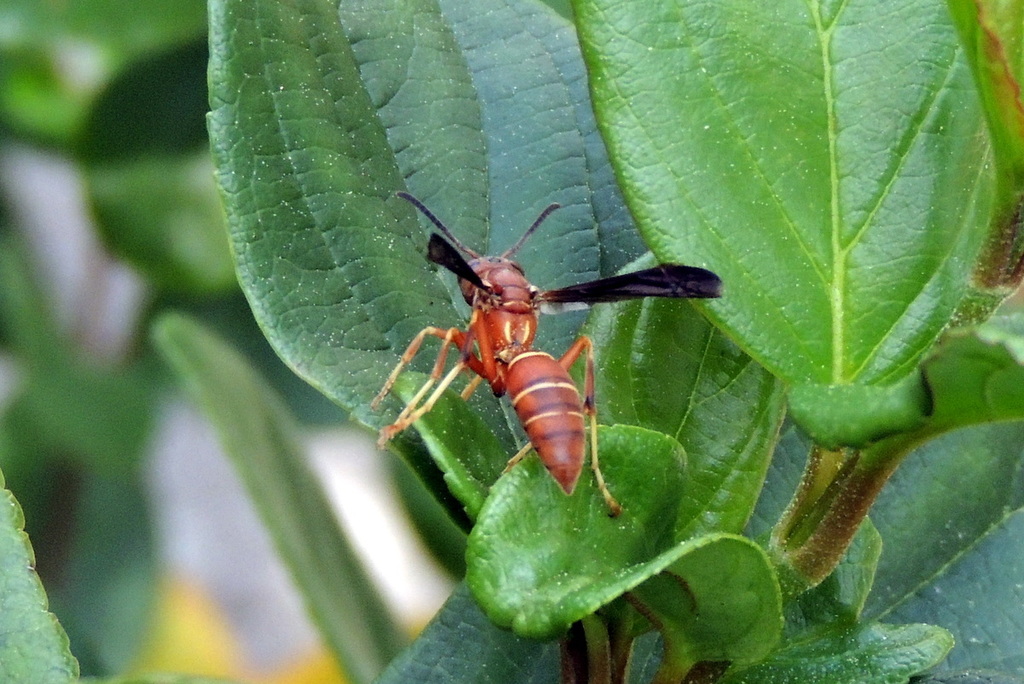 Northern Paper Wasp reference