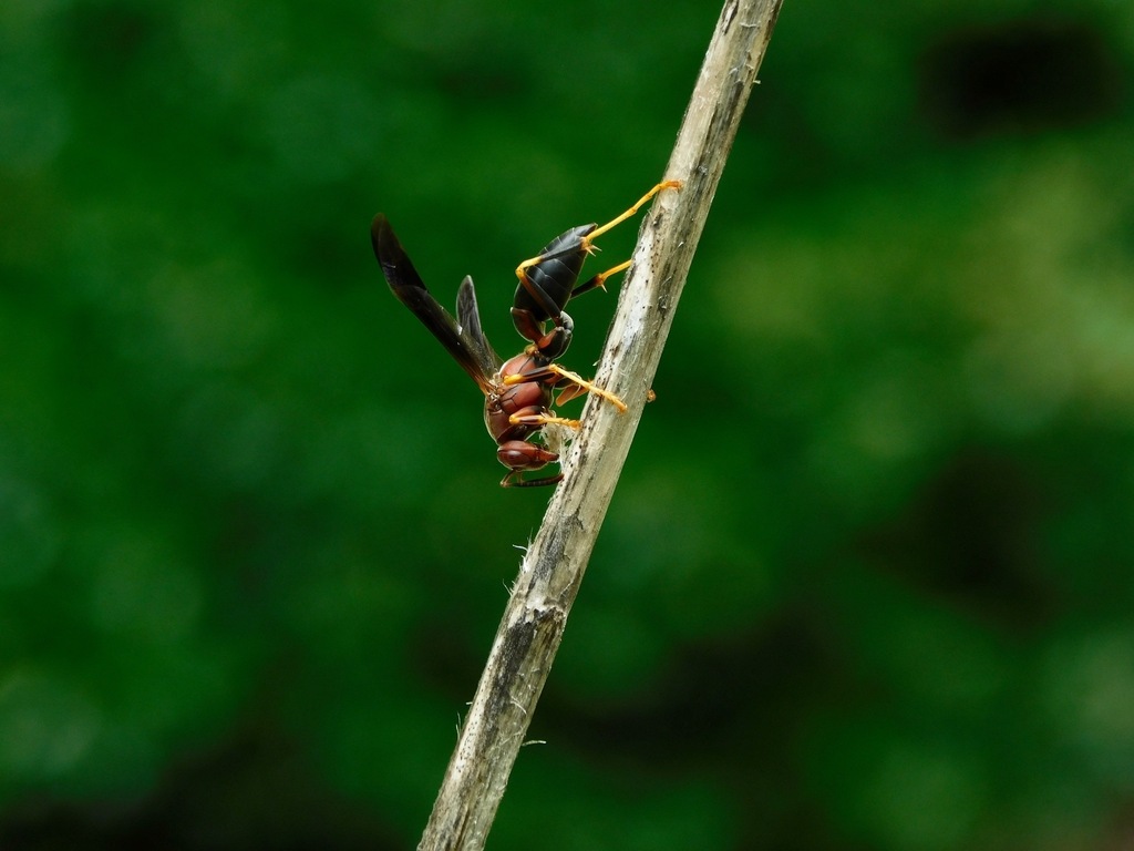 Metric Paper Wasp reference