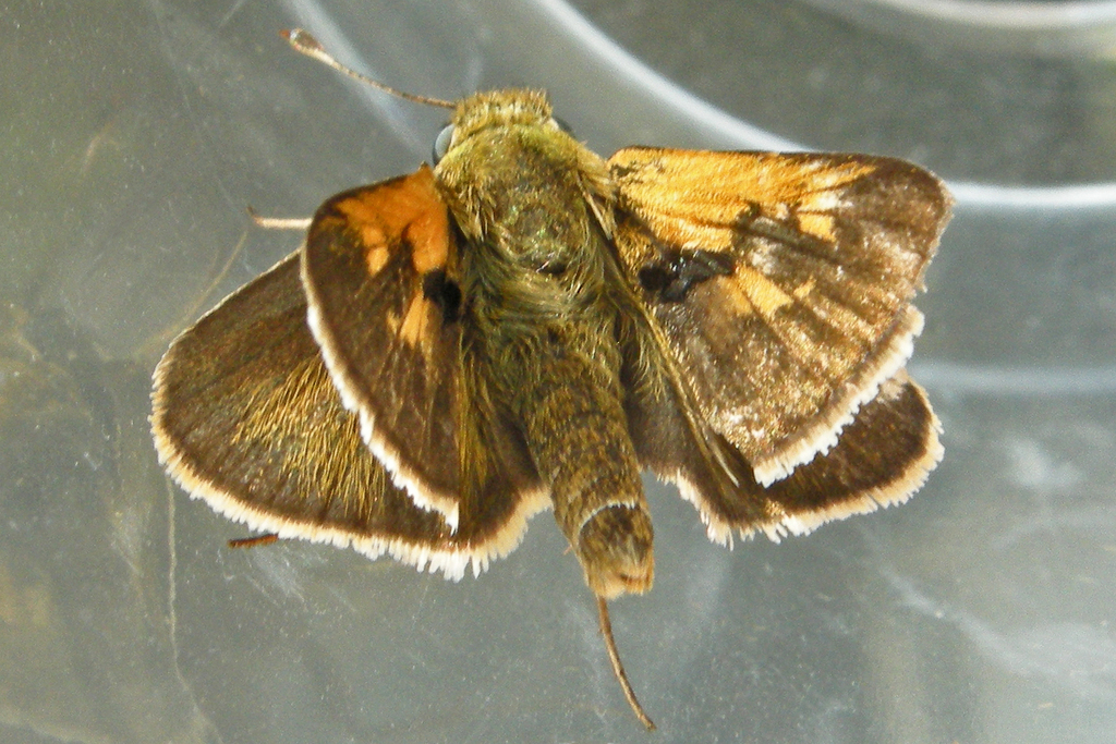 Tawny-edged Skipper reference