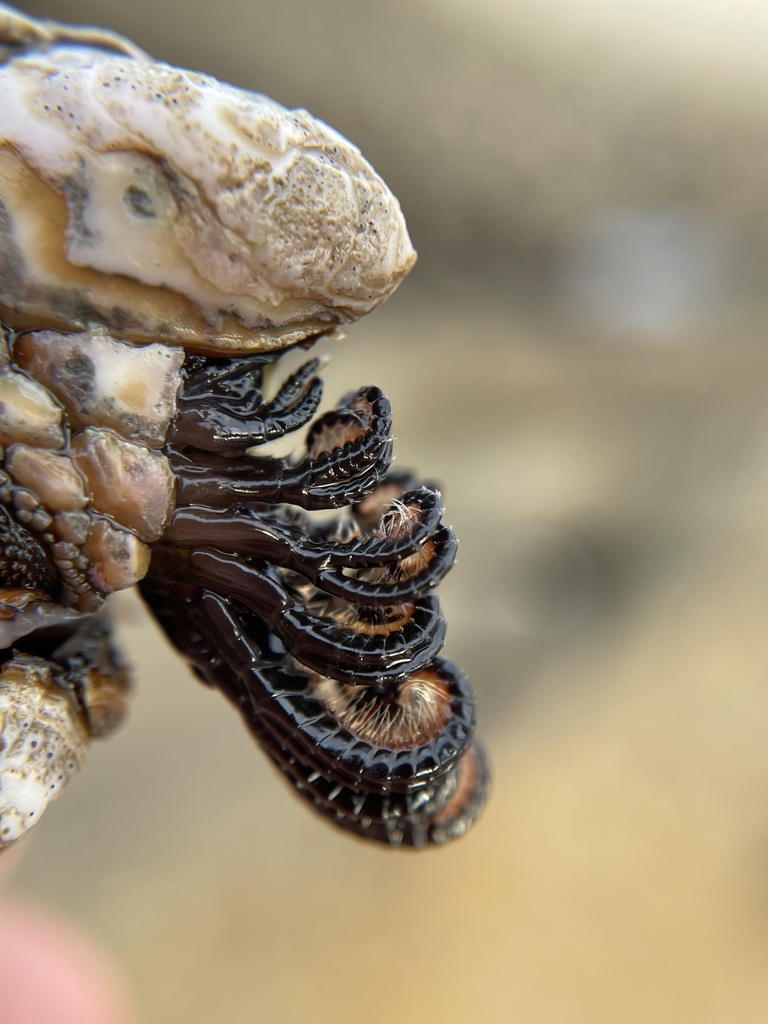 Gooseneck Barnacle reference