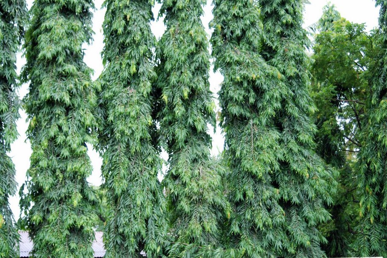 Monoon Longifolium reference