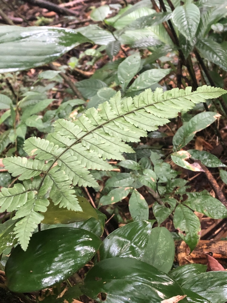 Climbing Fern reference