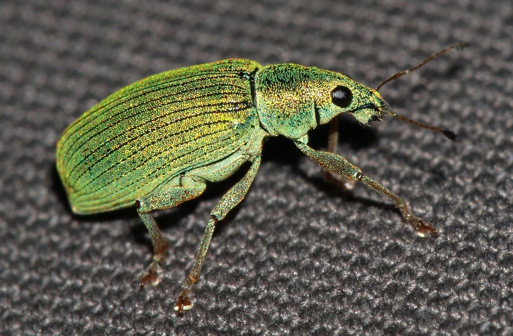 Green Immigrant Leaf Weevil reference