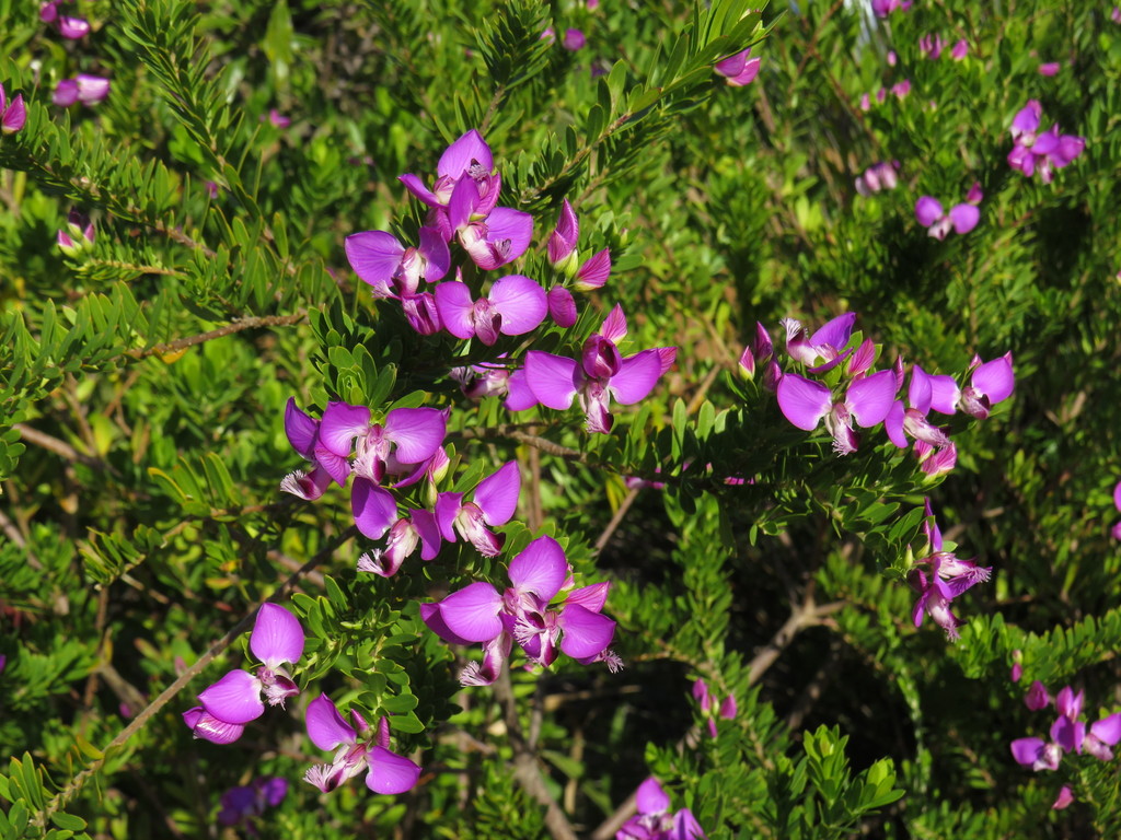 Sweet Pea Shrub reference