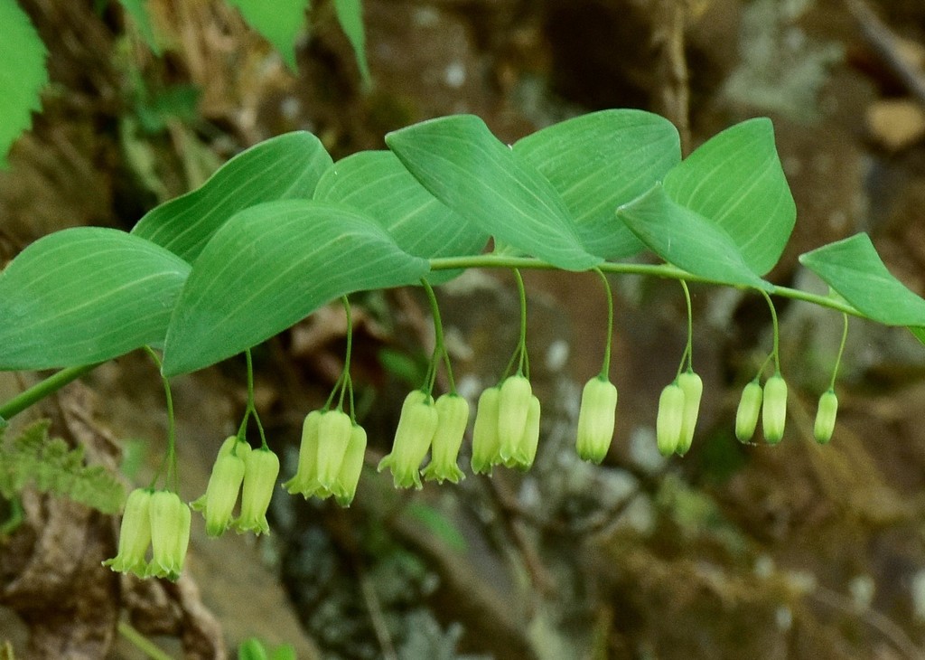 Smooth Solomon's Seal reference