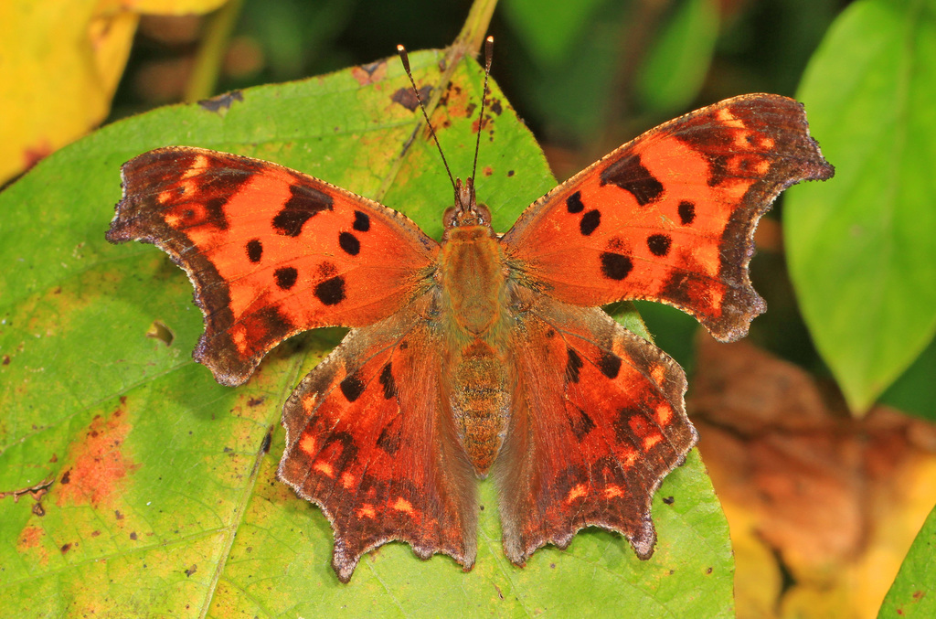 Eastern Comma reference