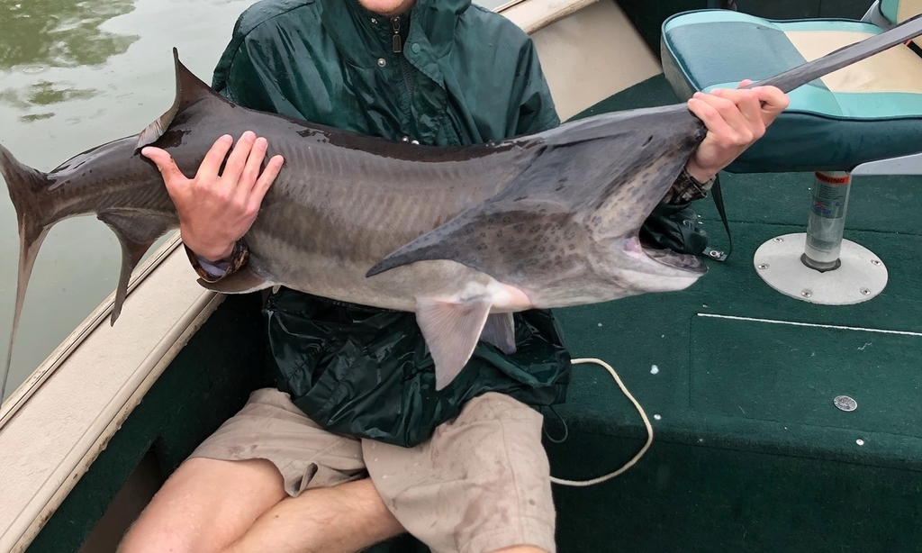 American Paddlefish reference