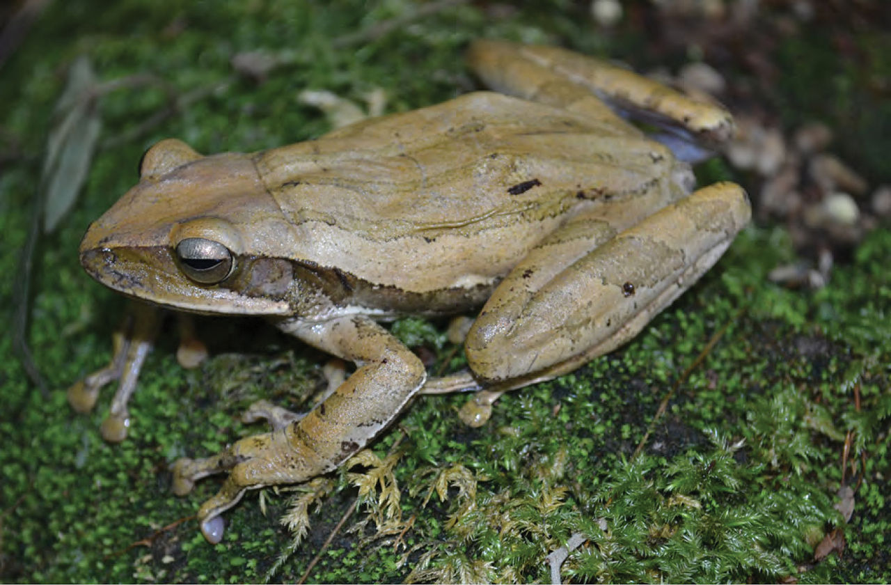 Common Southeast Asian Tree Frog reference