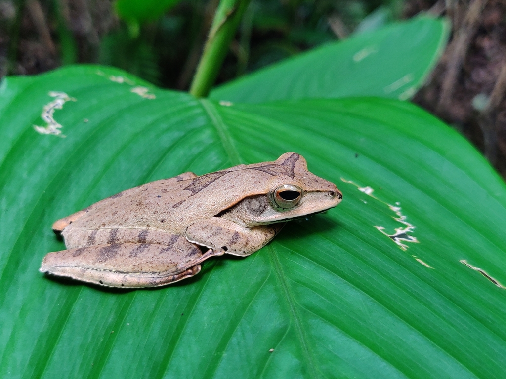 False Hourglass Tree Frog reference