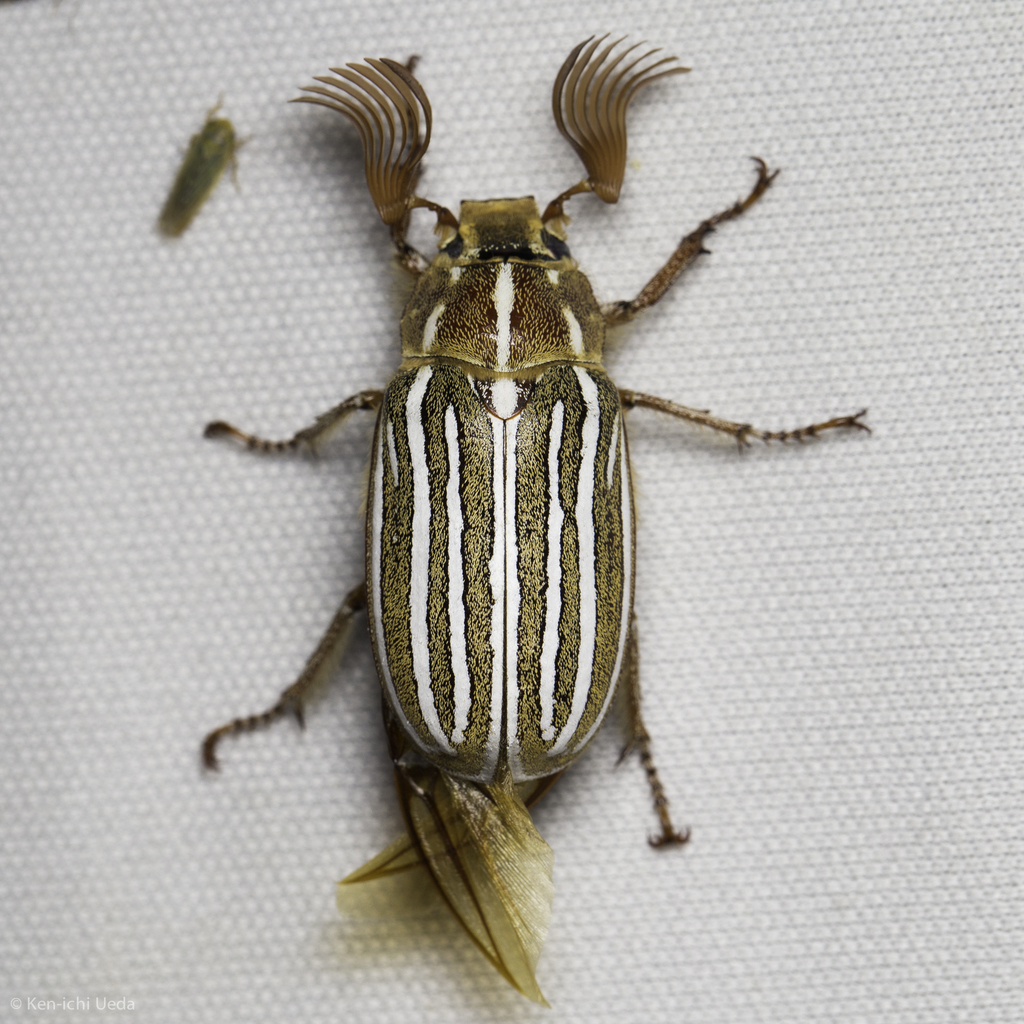 Ten-Lined June Beetle reference