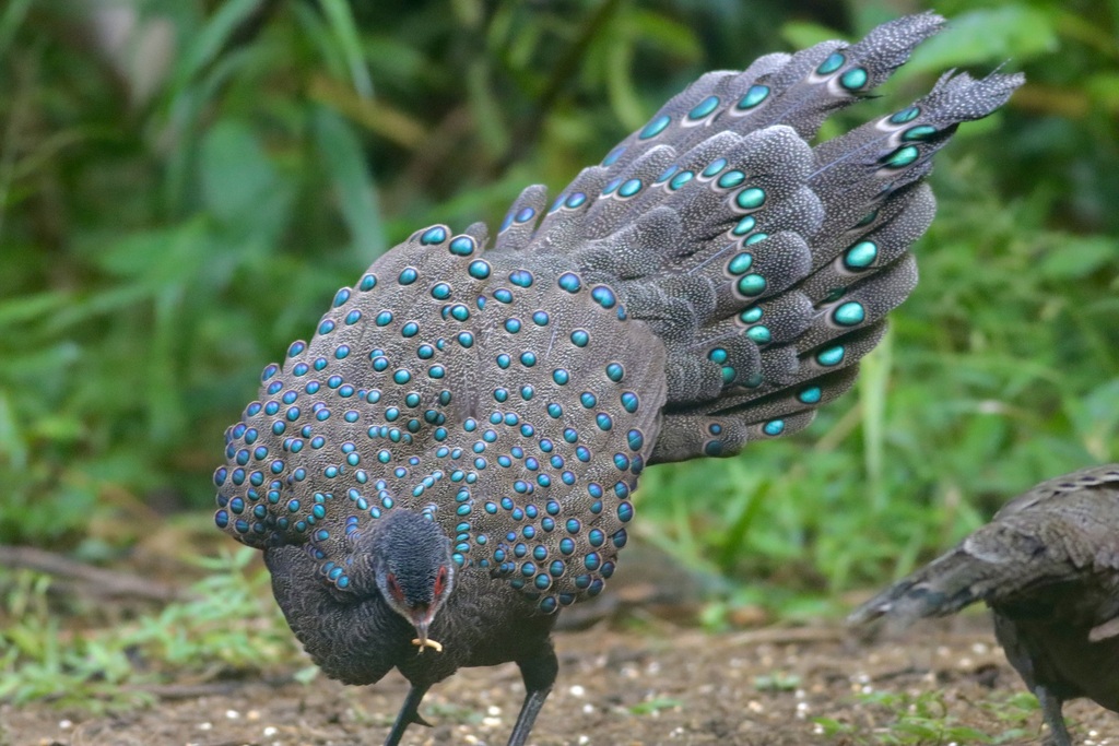Germain's Peacock-Pheasant reference