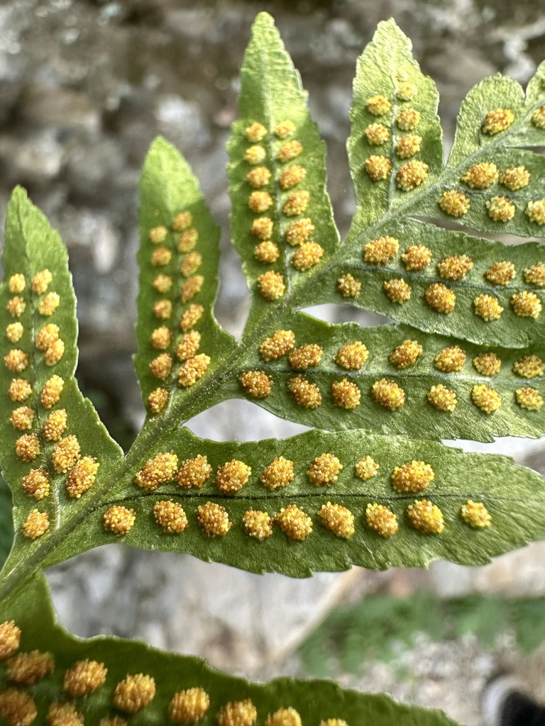 California Polypody reference