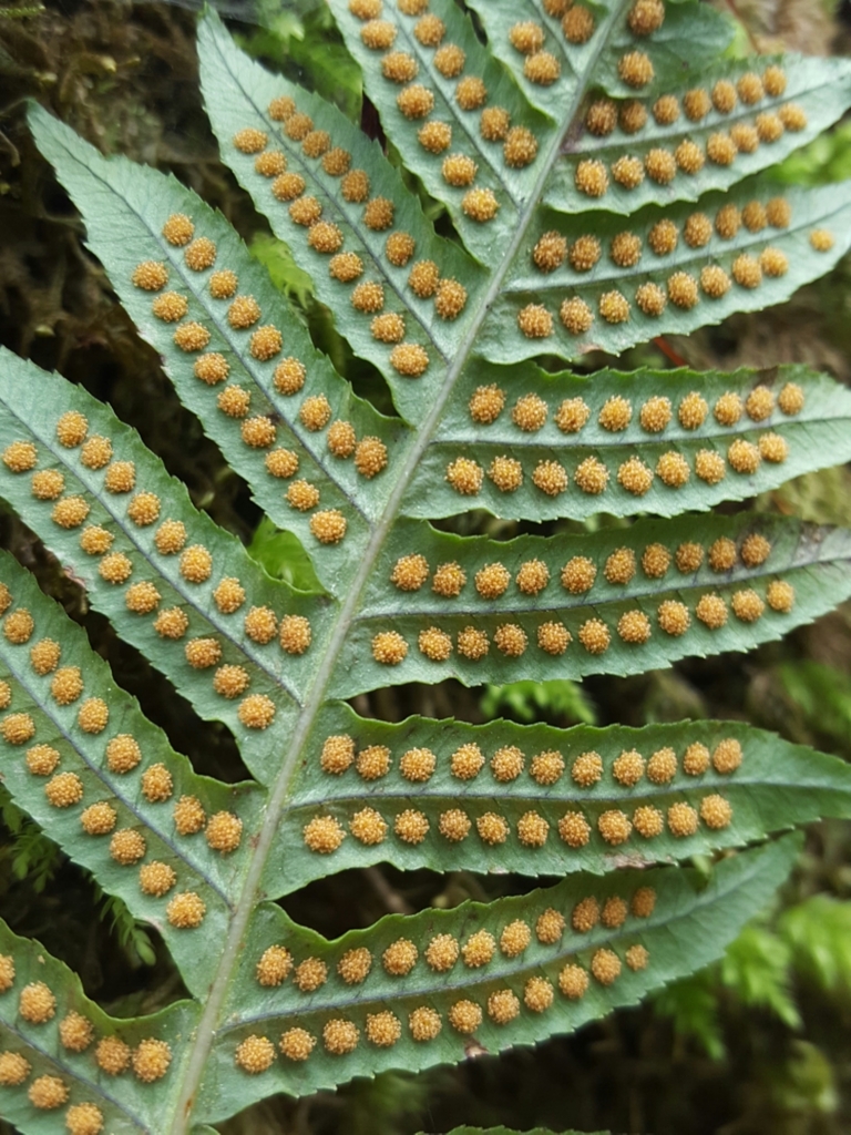 licorice fern reference