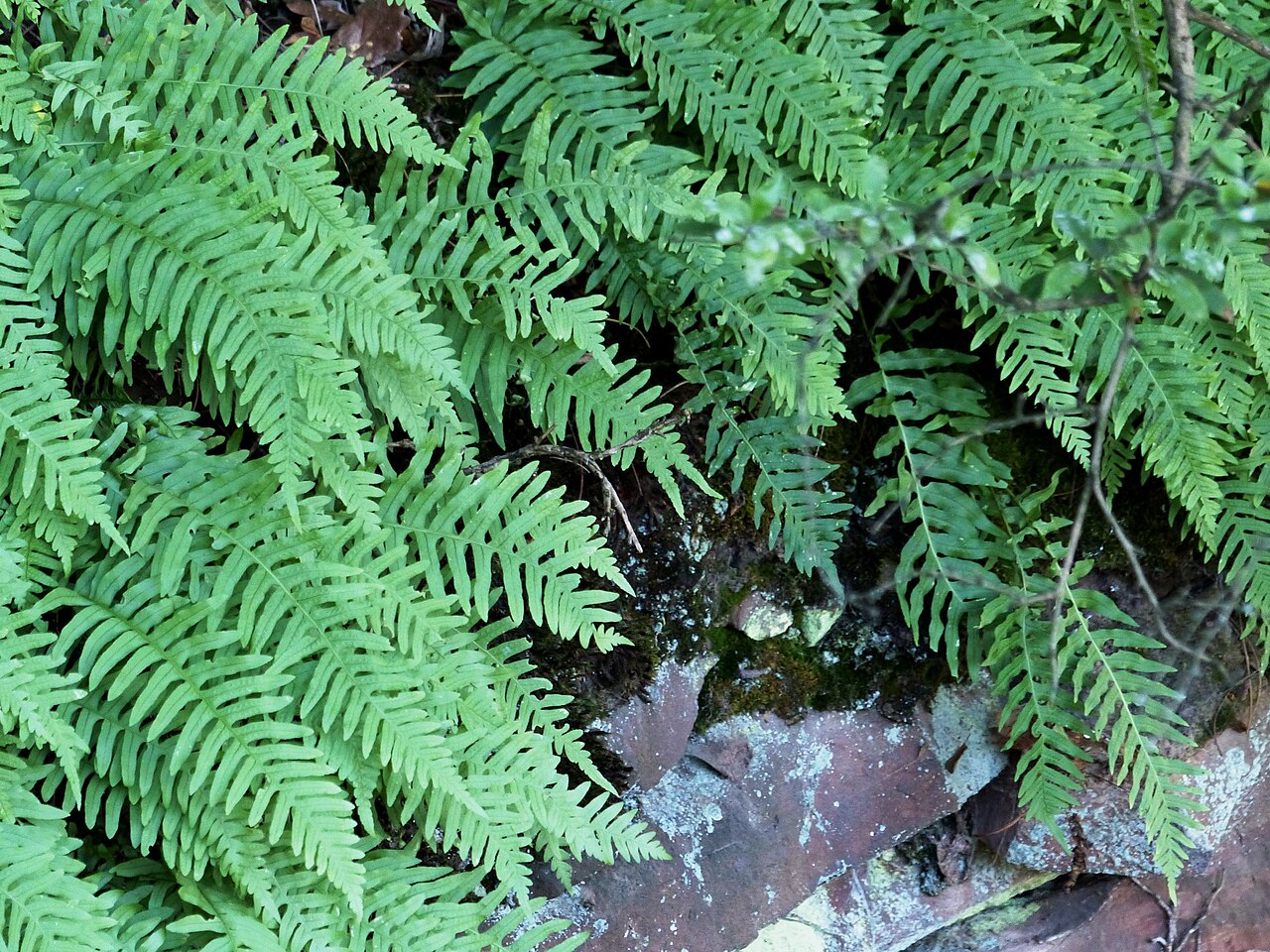 Common Polypody reference