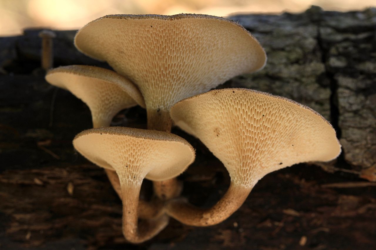 Spring Polypore reference