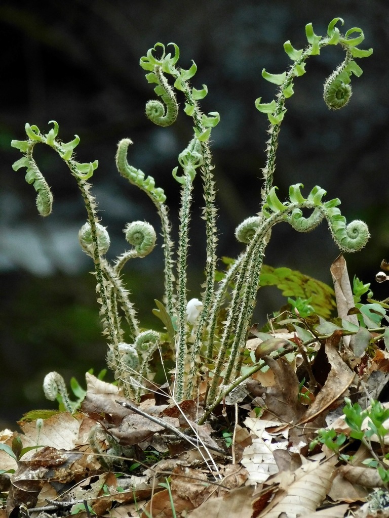 Christmas fern reference