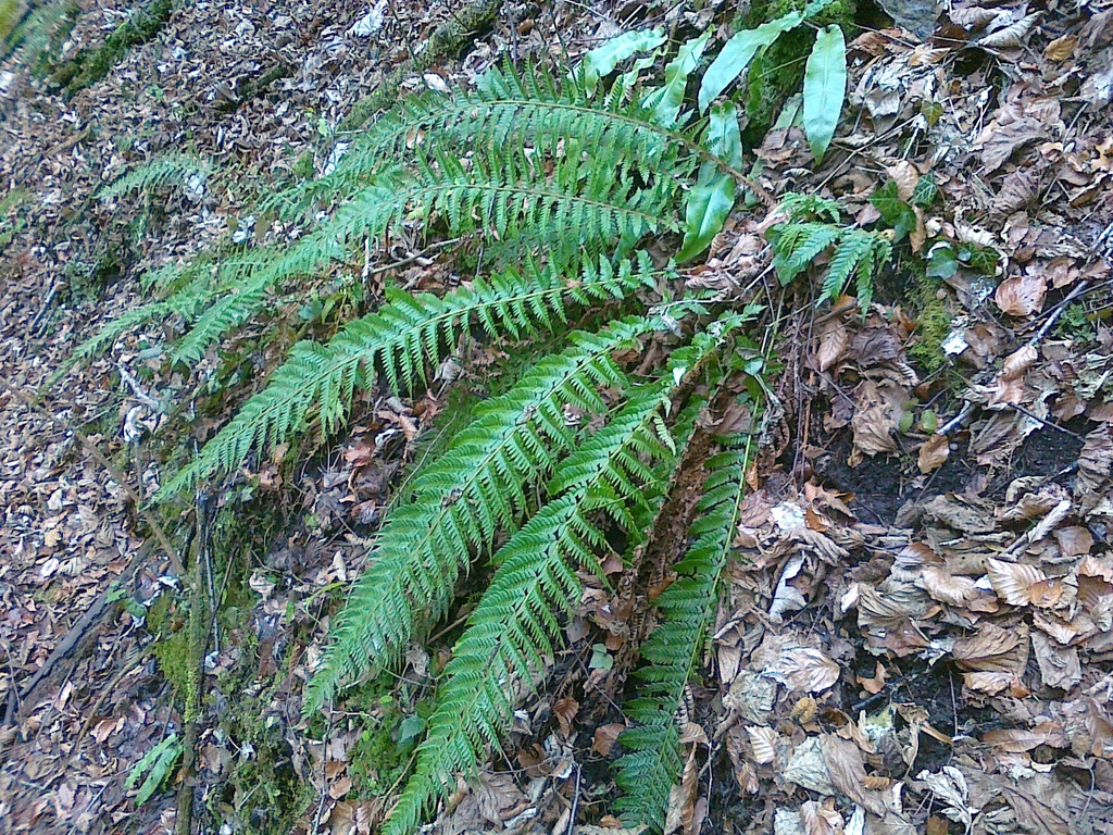 Hard Shield Fern reference